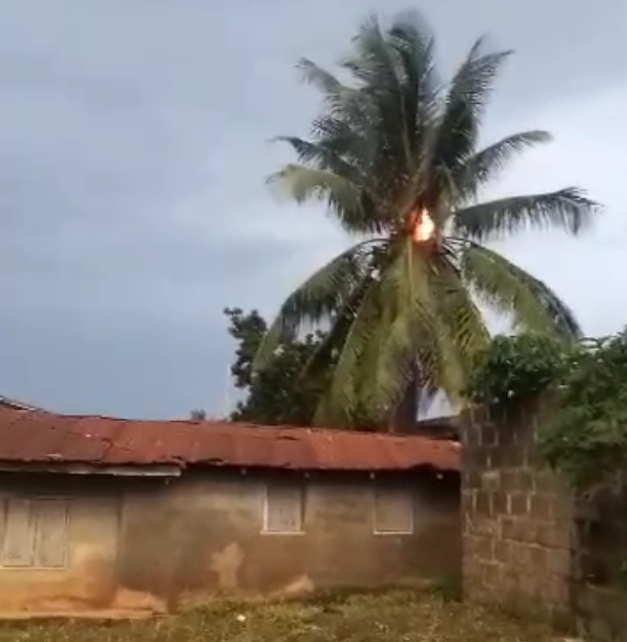 SHOCKING: Coconut tree catches fire during rainfall at Alajiki area, Ogbomoso (VIDEO)